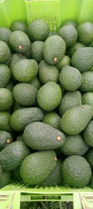 Fresh Avocados 1kg